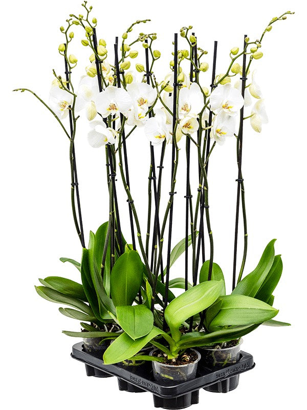 Phalaenopsis 'Silhouette' 6/Tray - 2-Branches Grandiflora White