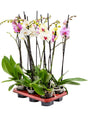 Phalaenopsis Mix 6/Tray - 2-Branches 16+