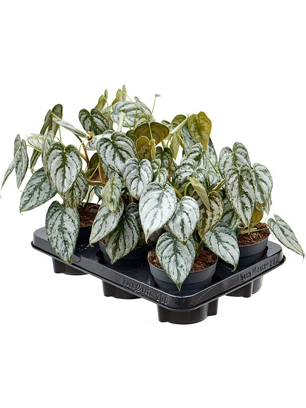 Philodendron Brandtianum 6/Tray