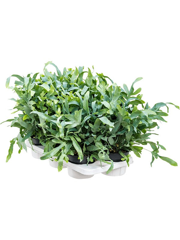 Phlebodium Aureum 'Blue Star' 6/Tray - Blue