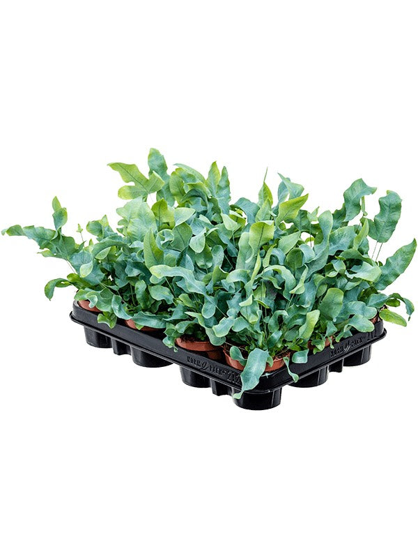 Phlebodium Aureum 'Blue Star' 12/Tray