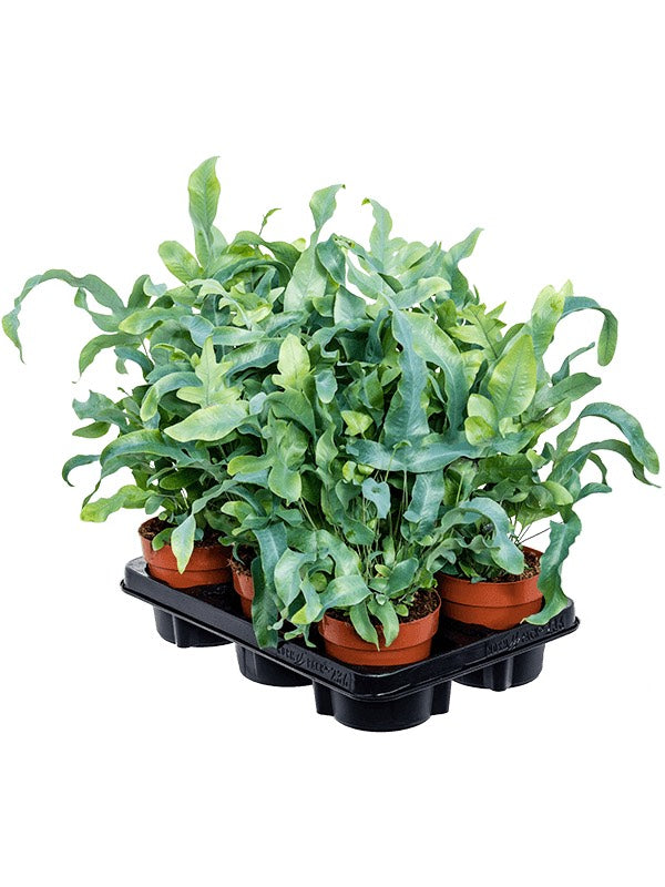 Phlebodium Aureum 'Blue Star' 6/Tray - Blue