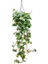 Philodendron Scandens 'Brasil' - Hanger