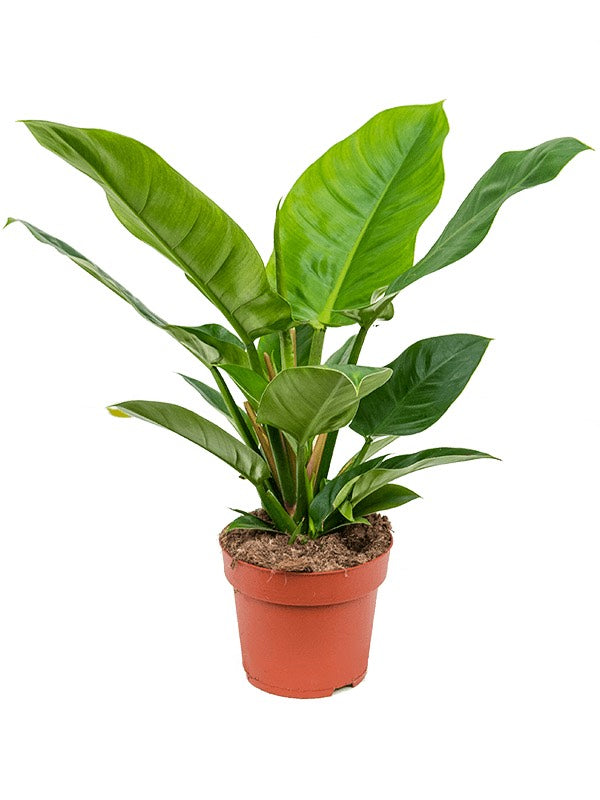 Philodendron 'Imperial Green'