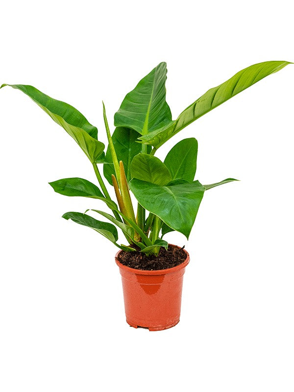 Philodendron 'Imperial Green'