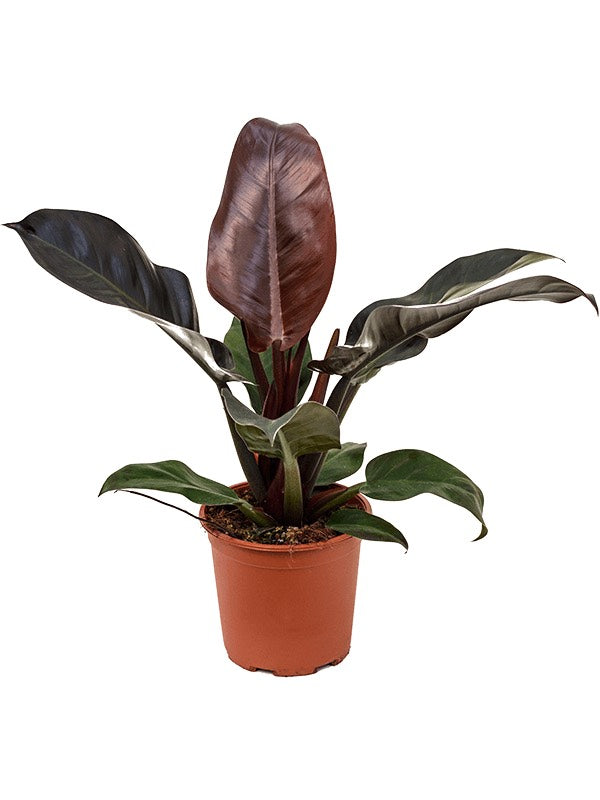 Philodendron 'Imperial Red' - Bush