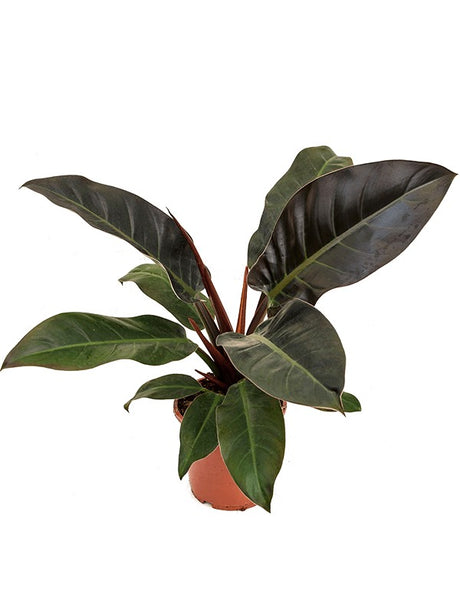 Philodendron 'Imperial Red' - Bush