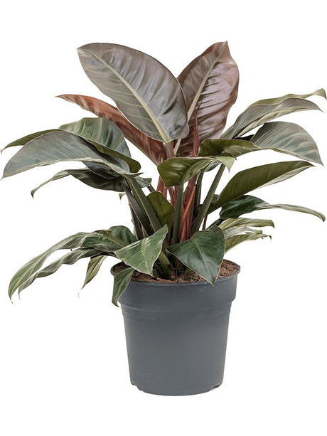 Philodendron 'Imperial Red' - Bush