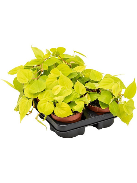 Philodendron Micans Lime 6/Tray