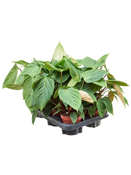 Philodendron Nangaritense 6/Tray