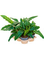 Philodendron 'Narrow' 6/Tray - Bush