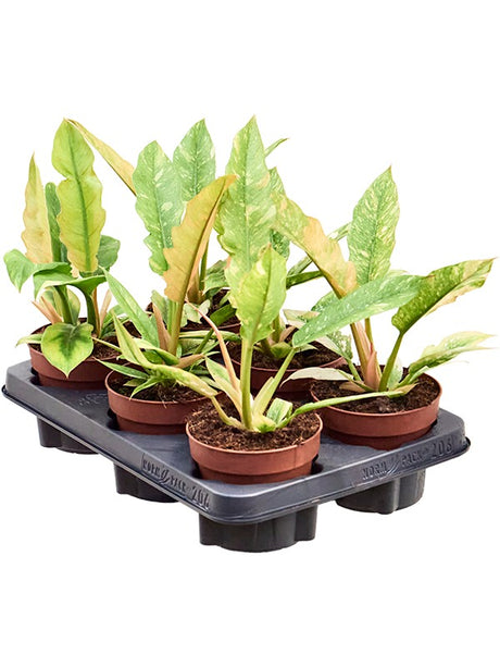 Philodendron 'Ring Of Fire' 6/Tray