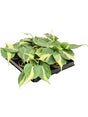 Philodendron Scandens 'Brasil' 12/Tray