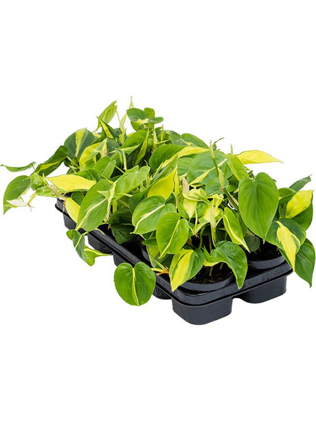 Philodendron Scandens 'Brasil' 10/Tray - Hanger