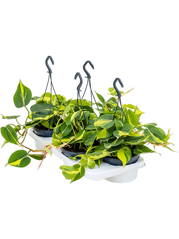 Philodendron Scandens 'Brasil' 4/Tray - Hanger