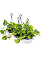 Philodendron Scandens 'Brasil' 4/Tray - Hanger