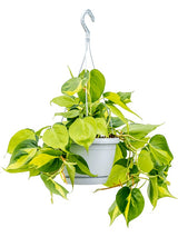 Philodendron Scandens 'Brasil' - Hanger