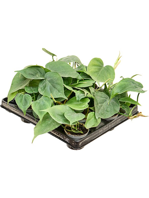 Philodendron Scandens 12/Tray