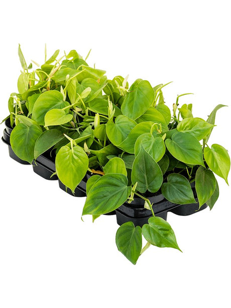 Philodendron Scandens 10/Tray - Hanger