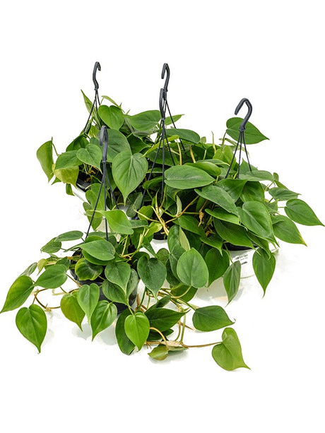 Philodendron Scandens 4/Tray - Hanger