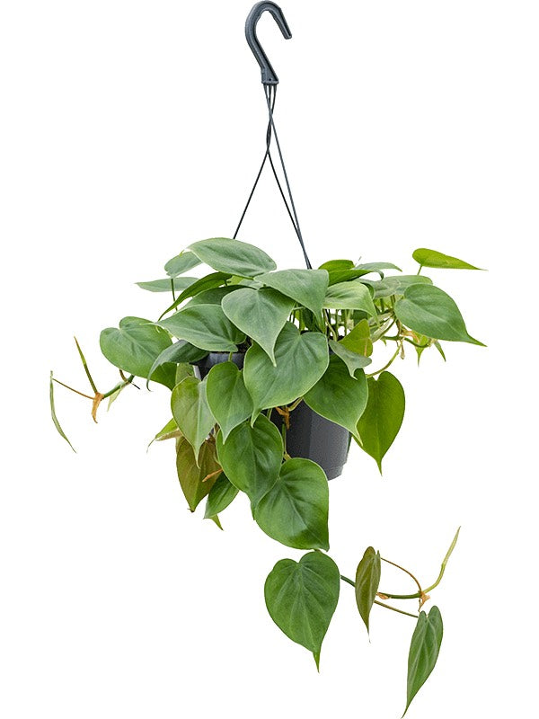 Philodendron Scandens - Hanger