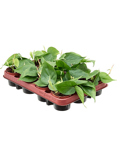 Philodendron Scandens 12/Tray - Hanger