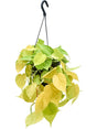 Philodendron Scandens 'Lemon Lime' - Hanger