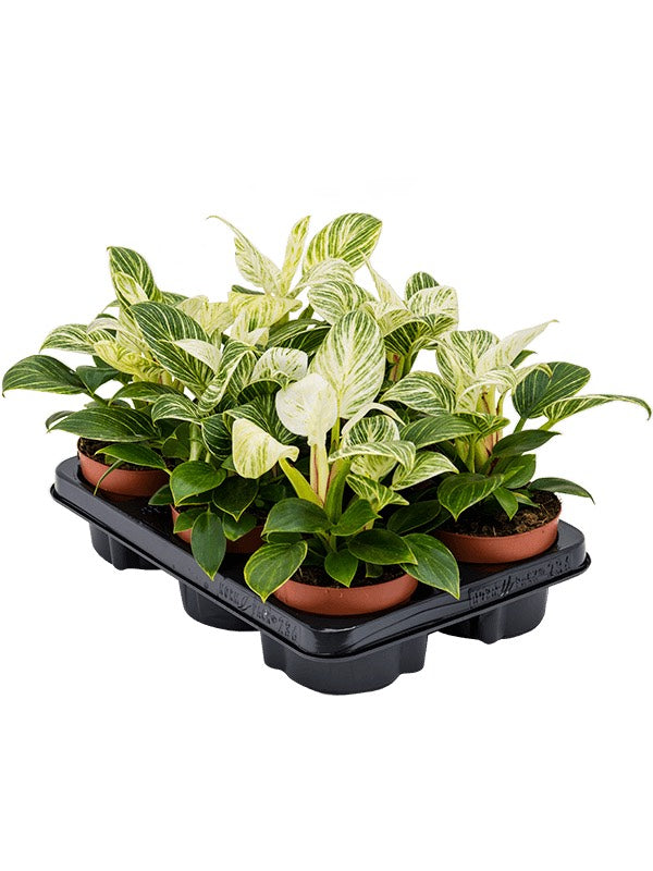 Philodendron 'White Wave' 6/Tray