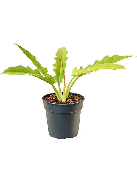 Philodendron 'Yellow Saw' - Bush