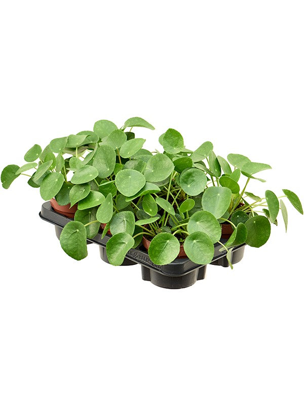 Pilea Peperomioides 6/Tray