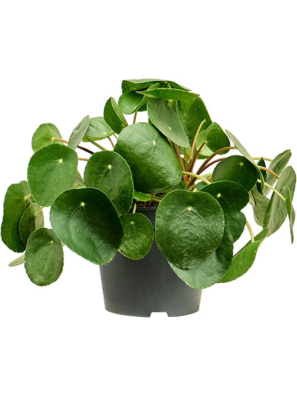 Pilea Peperomioides 3/Tray