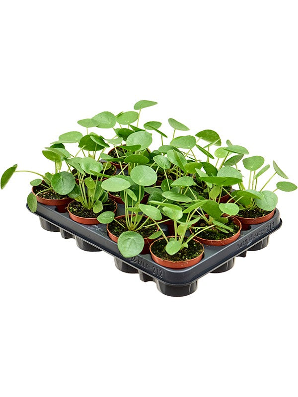 Pilea Peperomioides 12/Tray