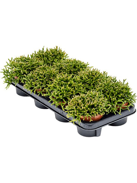 Rhipsalis Burchellii 8/Tray