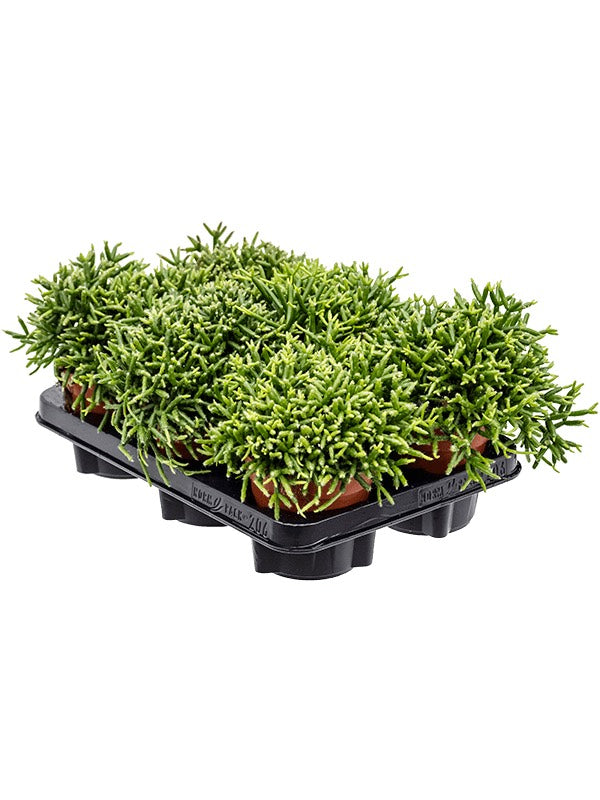 Rhipsalis Burchellii 6/Tray