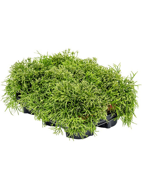 Rhipsalis Clavata 6/Tray