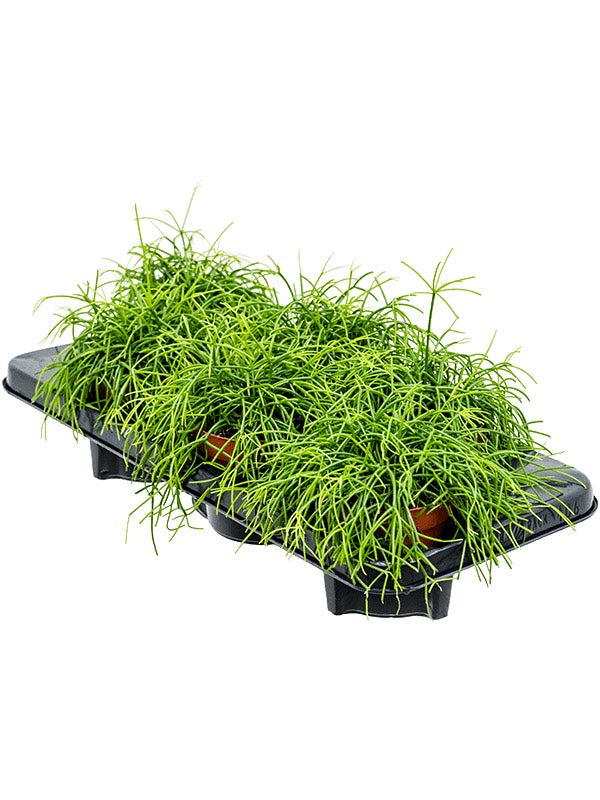 Rhipsalis Cashero 6/Tray