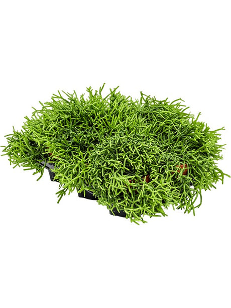 Rhipsalis Heteroclada 6/Tray