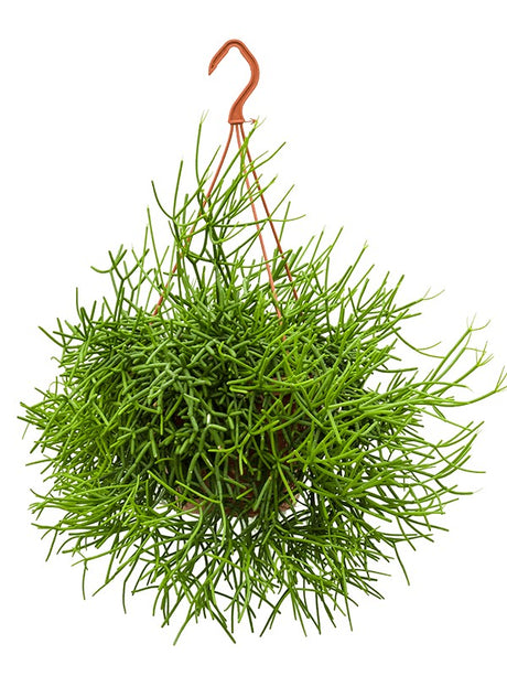 Rhipsalis Heteroclada - Hanger