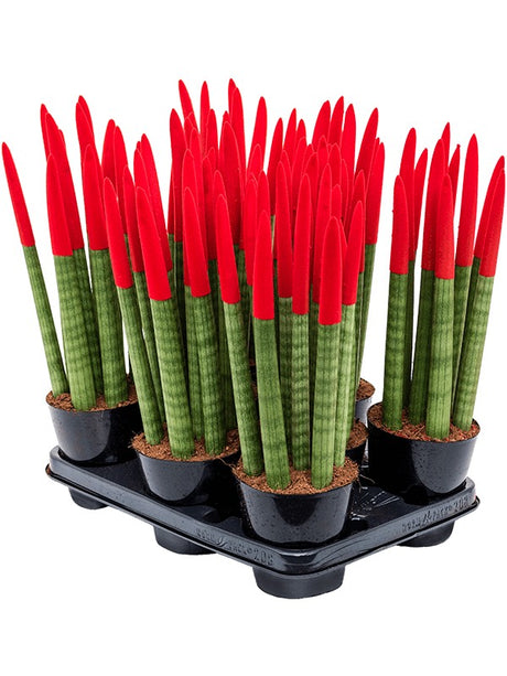 Sansevieria Cy. Sp. 'Velvet Touchz' 8/Tray - 8-9Pp Red