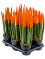 Sansevieria Cy. Sp. 'Velvet Touchz' 8/Tray - 8-9Pp Orange