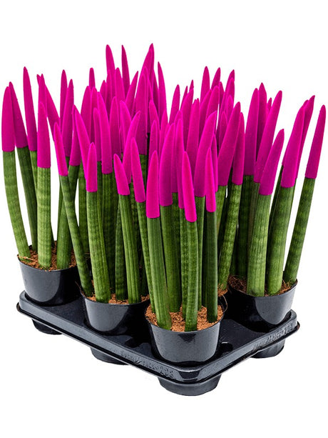 Sansevieria Cy. Sp. 'Velvet Touchz' 8/Tray - 8-9Pp Fuchsia