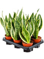 Sansevieria Trifasciata 'Futura Superba' 6/Tray