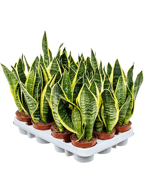 Sansevieria Trifasciata 'Futura Superba' 12/Tray