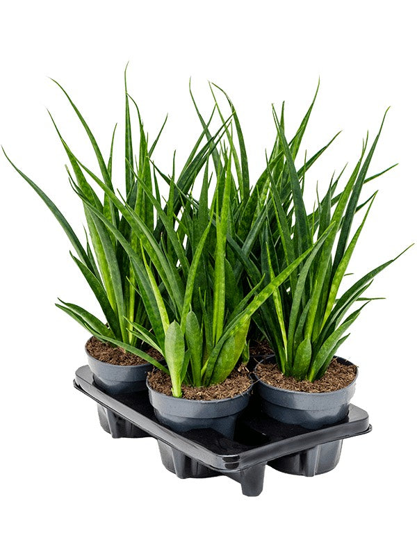 Sansevieria Kirkii 'Friends' 4/Tray - Tuft