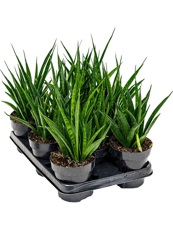 Sansevieria Kirkii 'Friends' 8/Tray