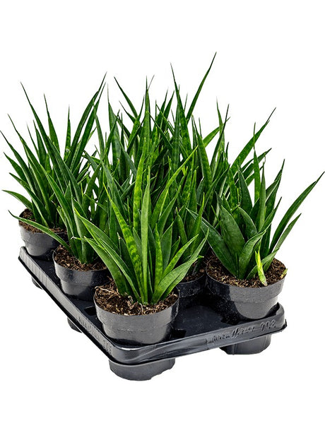 Sansevieria Kirkii 'Friends' 8/Tray