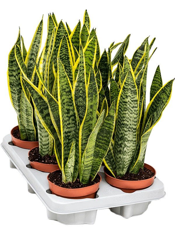 Sansevieria Trifasciata 'Laurentii' 6/Tray