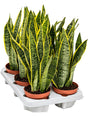 Sansevieria Trifasciata 'Laurentii' 6/Tray