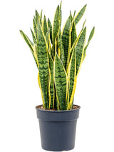 Sansevieria Trifasciata 'Laurentii' - Tuft