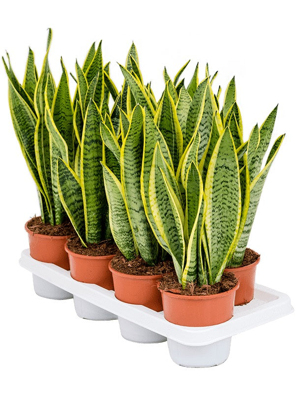 Sansevieria Trifasciata 'Laurentii'